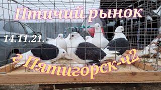 Голуби цены Птичий рынок г Пятигорск-ч2Pigeons prices Bird market Pyatigorsk-ch2