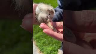 Australian Shepherd Puppy hunting wabbits