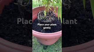 How To Grow Bamboos 🪴 in Pots? #bamboo #bambootips #gardening #diy