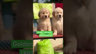 # Bk pet Zone # Golden retriever male puppy for sale (8920196052)