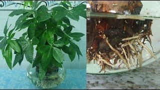 Cây Kim Ngân thủy sinh –Cách trồng và chăm sóc ̣̣-How to grow and care for Money tree in water