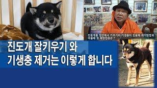 진돗개 잘 키우기와 기생충 제거는 이렇게 합니다.송죽TV방송