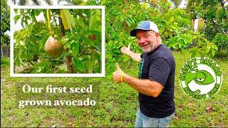 How We Created A New Avocado Variety