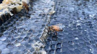 Full Honey Extraction of 1.4 Tons Of Honey! | Full Process