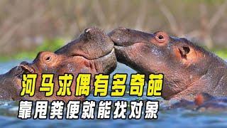 You can find a partner by throwing feces. How wonderful is the hippo's courtship?