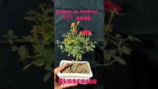 bonsai in bengali#short#mini rose#rose bonsai#red rose