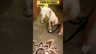 Sandy ka hungry dance #cutepop3340 #shorts