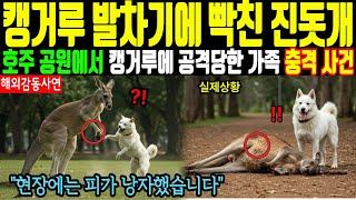 [해외감동사연] 캥거루 발차기에 빡친 진돗개 - 호주 공원에서 캥거루에 공격당한 가족 충격 사건