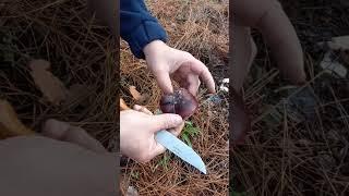 Primrose birttlegil (Russula Sardonia)