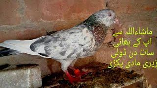 dharmpura pigeon club Lahore Pakistan today news#azadpigeonloverkhanchenal