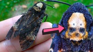 Death's-head hawkmoth - SKULL MARKING ! - Acherontia atropos, Biology & Fun facts!