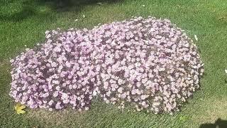 FRANK CATANZARO: Butterflies gather on a flower bush & socializing together on September 23rd, 2019