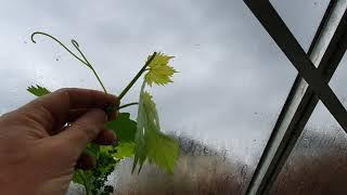 conduite et taille de la vigne en serre