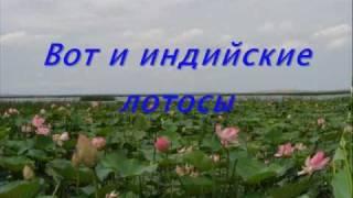 К индийским лотосам и Азовскому морю из Геленджика