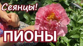 Сеянцы пионов Ворошиловой А.Б. Цветение! / Сад Ворошиловой