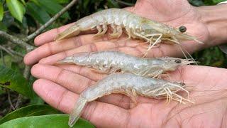 Catching Jumbo Shrimp in Trinidad‼️