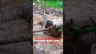 Bantengan Mandi Lumpur #shorts #bantengan #bantenganmberot #bantenganngamuk