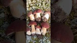 ПО-КАРЕЛЬСКИ РАСТУТ БЕЛЫЕ ГРИБЫ! Сказочная Карелия