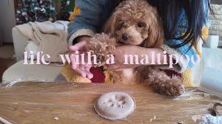 Life with a Maltipoo oneisall pet grooming vacuum kit  Paw print ornament 