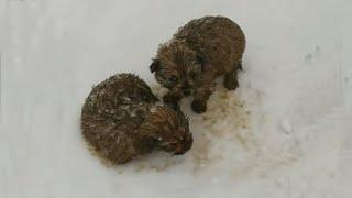 -16°C cold, 2 hungry puppies sitting in the snowstorm desperately crying for help