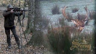Fallow Deer - hunting in Croatia 2018. - Damwild - Jagd in Kroatien 2018.