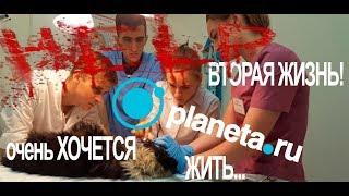 ПРИЮТ ДЛЯ БЕЗДОМНЫХ ЖИВОТНЫХ   ПРОЕКТ Вторая Жизнь