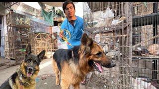 Samad Ko German Shepherd Pasand Agea Lakin 