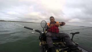 Shallow Inlet Whiting