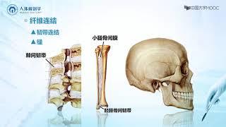2.1 骨连接 概述 | 人体解剖学 中国大学 MOOC （慕课）