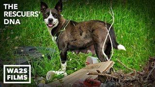 Starving Mama Dog Eats Garbage To Feed Her Pups | The Rescuers DNA - Hope For Dogs | My DoDo