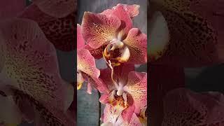 Phal. Leco Fantastic | Dragon Heart  | Очередное пышное домашнее цветение голландской орхидеи 