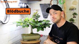 Die blöde Blutbuche - Blutbuche 'Fagus sylvatica f. purpurea' [Umtopfen]| #187BonsaiVLog