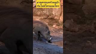 #หมูป่า#สิงโต#ฮิปโป#จระเข้#puma #บอกข่าวเล่าเรื่อง #news