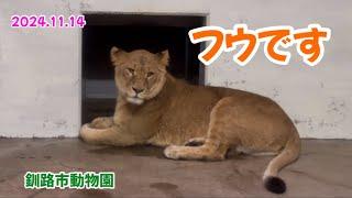 2024.11.14【釧路市動物園】フウちゃんの1日