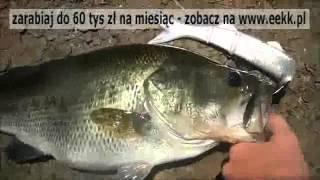 Wędkarz Banjo Minnow złapał Wielkiego Okonia.