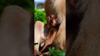 Natural Instincts: Luna Raise Baby Luno in the Wild#75 #shor#macaque #cute#monkeybehaviours