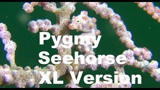 Diving Lembeh Strait #06 - Red Pygmy Seahorse / Rotes Zwergseepferdchen - Hans-Peter Endler