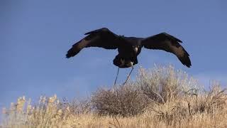 Verreaux eagle  falconry African black eagle