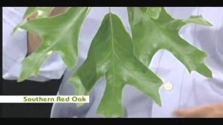Nature Notes Southern Red Oak Leaf and Gall on White Oak Leaf