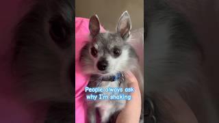 Why Leon Shakes A Few Reasons Why Chihuahua Dogs Shake