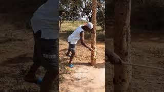 master k punished a tree after  colliding with it  #funny