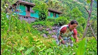 RURAL LIFE IN SIKKIM, INDIA ... Part - 10