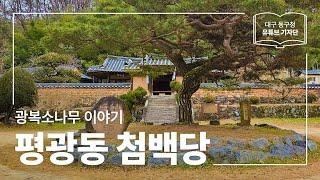 [대구 동구청 유튜브 기자단 1기] 광복소나무 이야기 :: 평광동 첨백당 - 이종진 기자