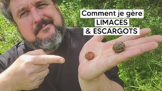 Comment j'arrive à gérer LIMACES et ESCARGOTS au potager 