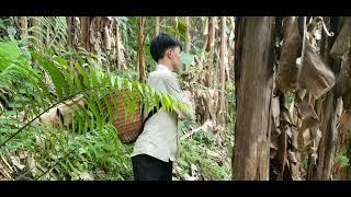 spray video of 15 days of a wandering boy, gardening, picking fruits, catching wild animals