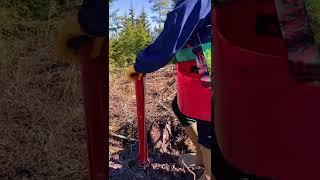 We plant fir trees in the forest