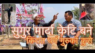 सुङ्गुर मार्दा केटि बने । खत्रानाक झाक्री ।किरात धर्म गुरु । kirat dharma guruko dekhine katha .