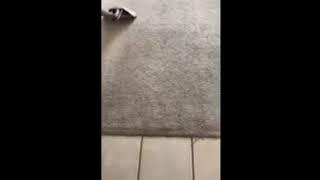 Carpet cleaner Houston, TX - Tex A Clean Carpet Care LLC