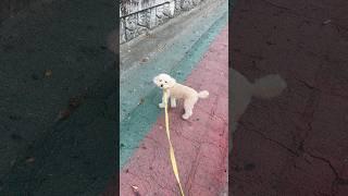 출근 준비 해야되는데 반대로 가자는 애 #강아지 #토이푸들 #반려견 #poodle #산책
