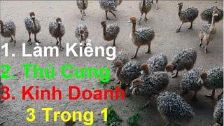 [PNTV], Đà Điểu Giống Bao Nhiêu Tiền 1 Con, PHUONG NAM TV, Trang Trại Đà Điểu Phương Nam